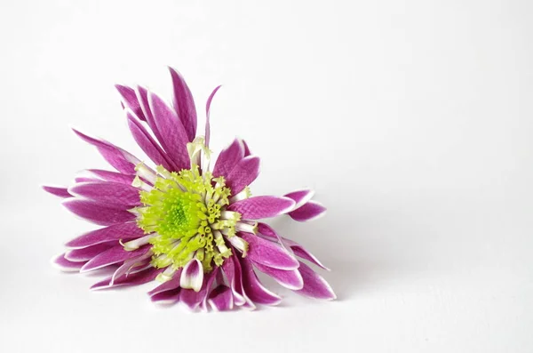 白地の前に一本菊の花を咲かせ — ストック写真