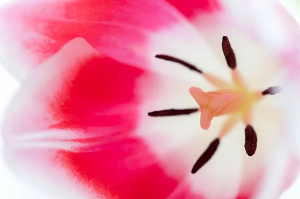 Rosa Tulpen Auf Weißem Hintergrund Nahaufnahme — Stockfoto