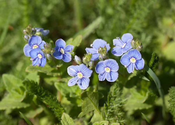 Petites Fleurs Bleues Dans Herbe — Photo
