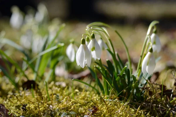 Flores Brancas Gota Neve Primavera Flora — Fotografia de Stock