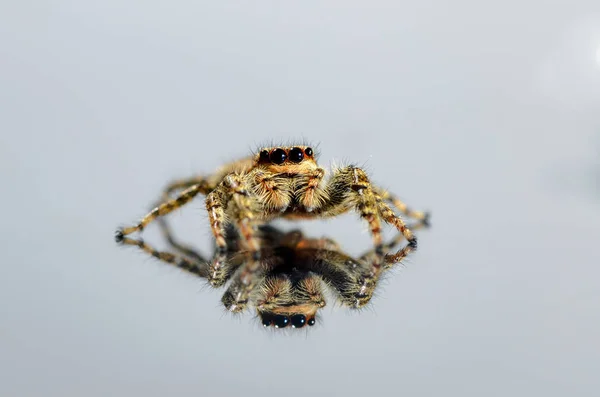 Kahverengi Kahverengi Bir Örümcek Parlak Bir Arkaplanda Koşuyor Ona Yansıyor — Stok fotoğraf
