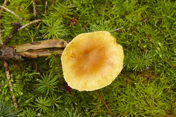 Een Enkele Paddenstoel Groeit Een Groene Mossige Bosbodem — Stockfoto