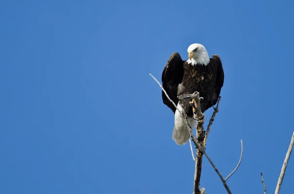 Bald Eagle Achtervolging Met Behulp Van Tree Top — Stockfoto