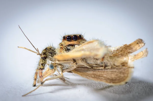 Gemeine Spinne Die Gerade Eine Motte Gefangen Hat Aufnahme Studio — Stockfoto