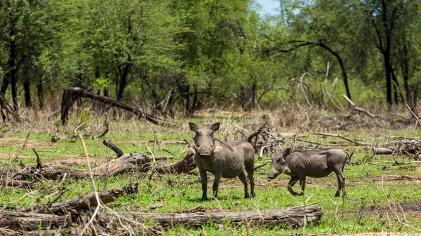 Warthog Het Gaborone Game Reserve Gaborone Botswana — Stockfoto
