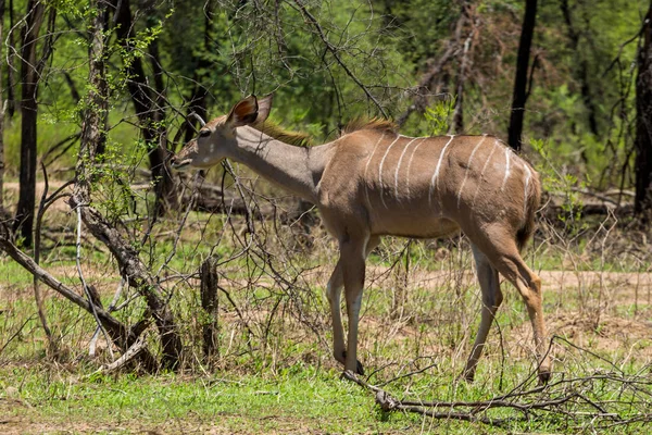 Kudu Στο Gaborone Game Reserve Στο Gaborone Μποτσουάνα — Φωτογραφία Αρχείου