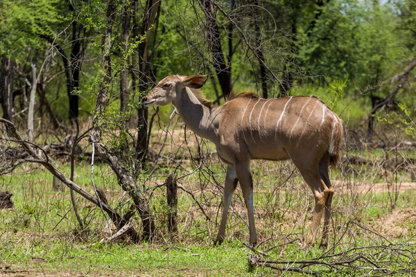 Kudu Het Gaborone Game Reserve Gaborone Botswana — Stockfoto