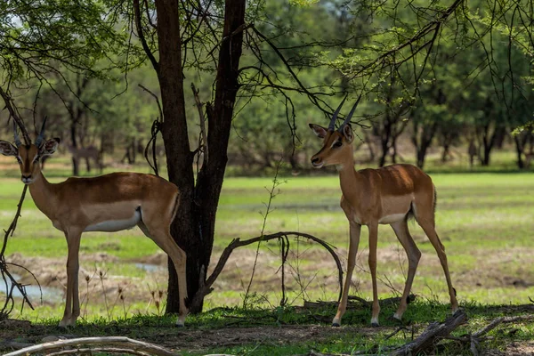 Impala Gaborone Game Reserve Gaborone Botsuana — Fotografia de Stock