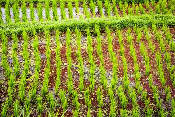 Arroz Fresco Jovem Crescendo Tufos Campo — Fotografia de Stock