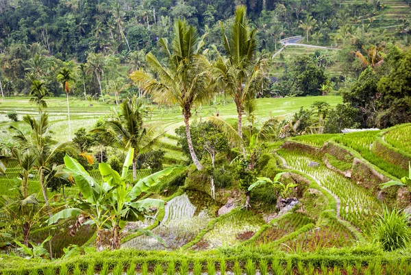 Picturesque View Outdoor Scene — Stock Photo, Image