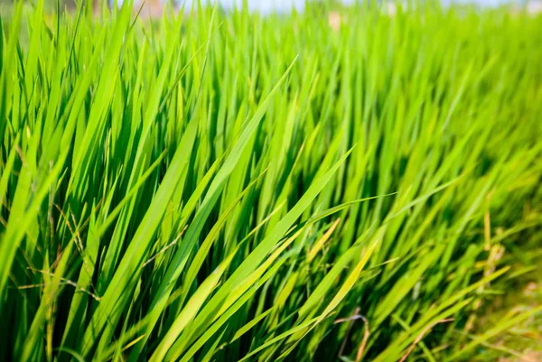 Молодой Свежий Зеленый Рис Растущий Поле — стоковое фото