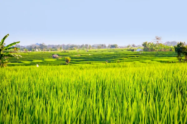 Vista Pittoresca Della Scena All Aperto — Foto Stock