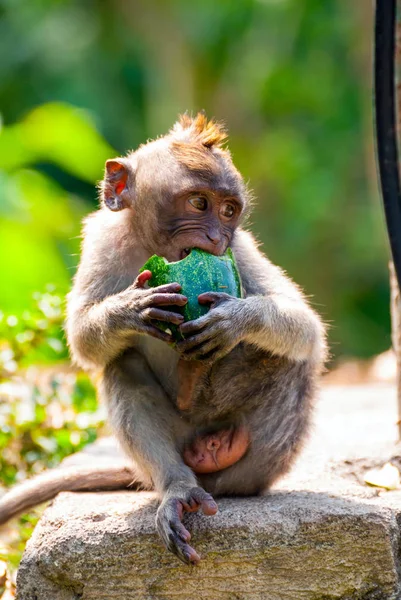 Jeunes Macaques Mangeant Nourriture Dans Parc — Photo