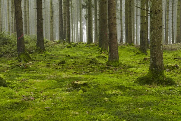 Forest Trees Stubs Moss Covered Forest Floor Taken Diffused Light Stock Picture