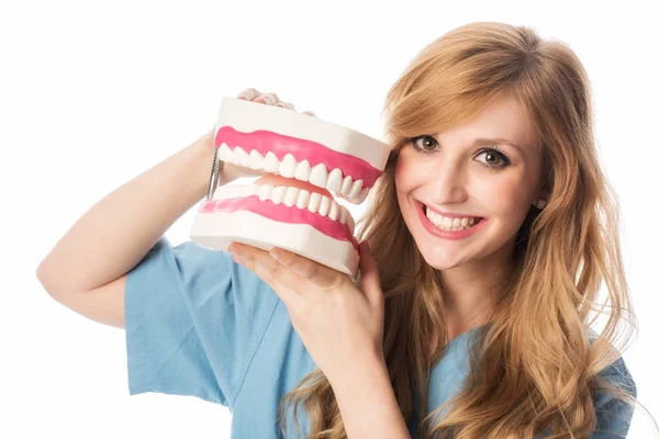 Dentist Showing Teeth Model — Stock Photo, Image