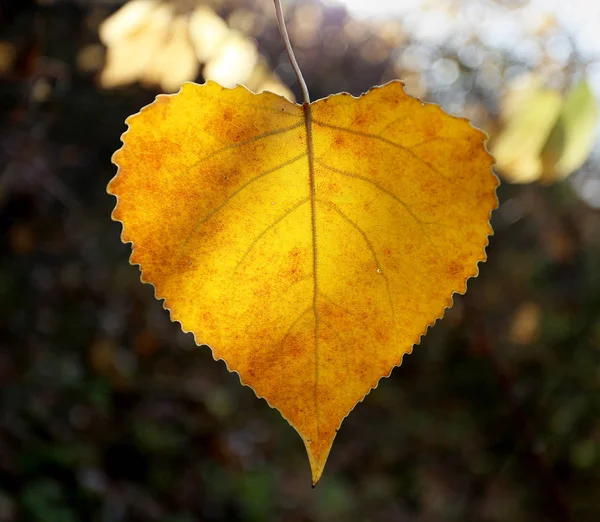 Belles Feuilles Bouleau Jaune Photographiées Près — Photo