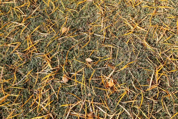 Dünne Gelbe Blätter Liegen Auf Dem Grünen Gras — Stockfoto