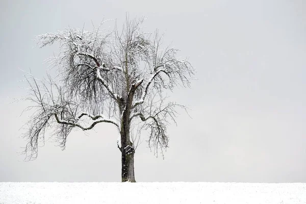 Δέντρο Χειμερινό Φόρεμα — Φωτογραφία Αρχείου