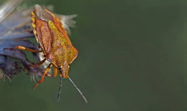 大型紫色果虫刺槐 Carpocoris Purpureipennis — 图库照片