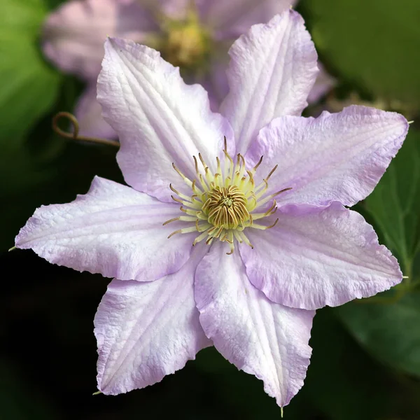 Kwiat Clematis Clematis — Zdjęcie stockowe