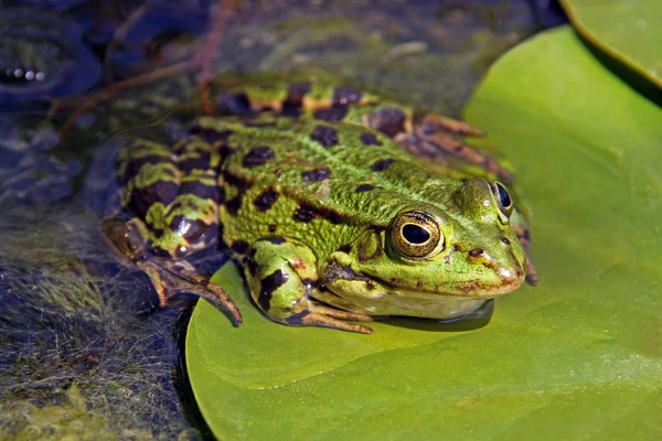 Sapo Comestível Verde Sapo Europeu Sapo Água Comum — Fotografia de Stock