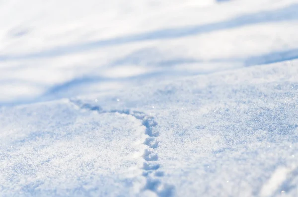 Dierensporen Vers Gevallen Sneeuw Nieuwjaar — Stockfoto
