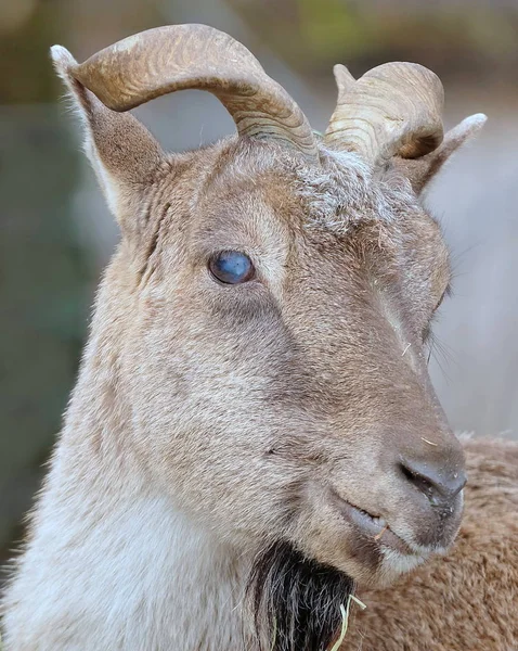 Herten Bos Dier Natuur Fauna — Stockfoto