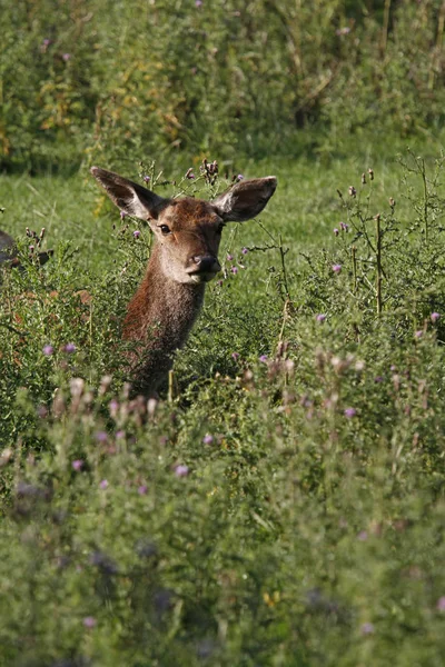 Cerf Rouge Sauvage Faune Naturelle Faune Des Cerfs — Photo