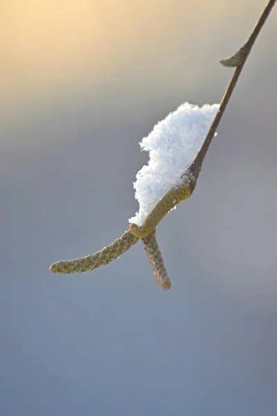 Björkcatkins Med Snötäcke — Stockfoto