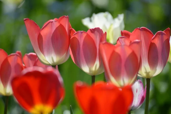 Όμορφες Ανοιξιάτικες Τουλίπες Ανοιξιάτικα Λουλούδια — Φωτογραφία Αρχείου