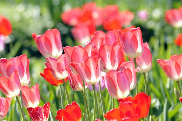 Krásné Jarní Okvětní Lístky Tulipánů Jarní Květiny — Stock fotografie