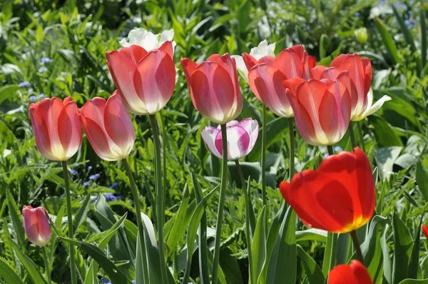 Hermosos Tulipanes Primavera Pétalos Flores Primavera — Foto de Stock
