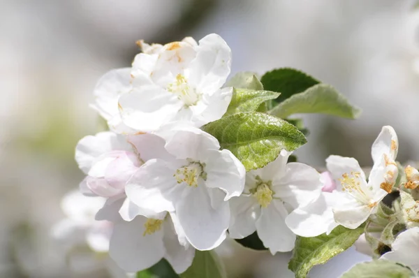 Äppelträd Äppelblommor Prydnadsäpple Vildäpple Blomma Blommor Körsbär Vit Vår Vår — Stockfoto