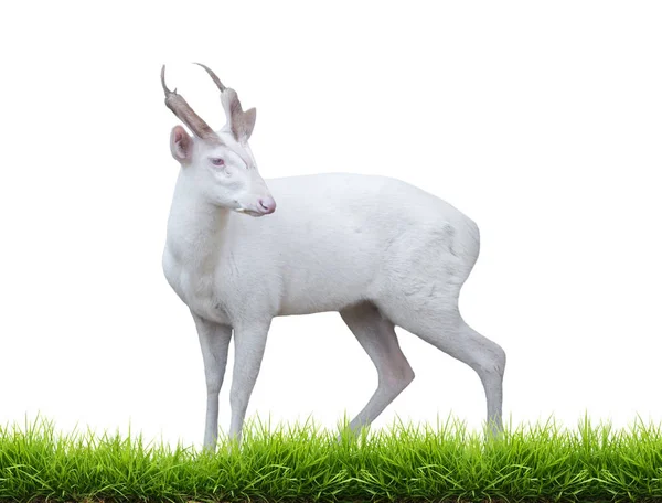 白い背景に緑の草が孤立したアルビノの吠え鹿 — ストック写真