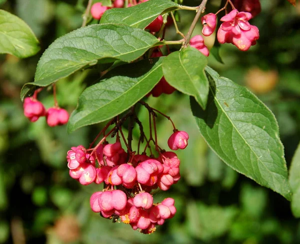 Bayas Rojas Espino Árbol —  Fotos de Stock