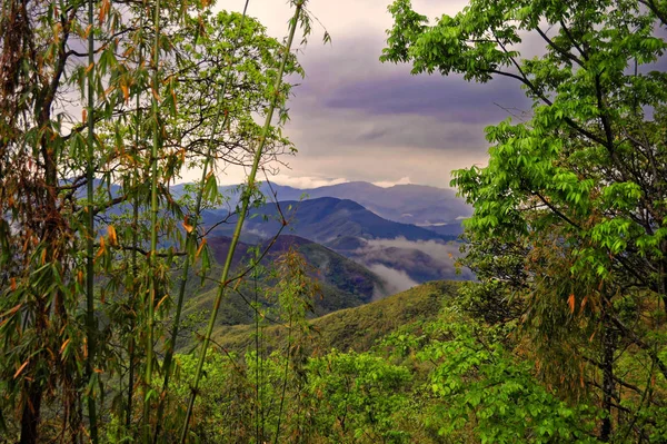 Vista Através Selva — Fotografia de Stock