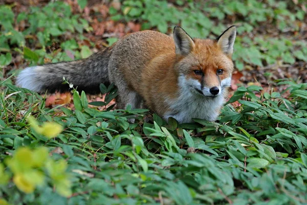 Vulpes Vulpes Volpe Animale — Foto Stock