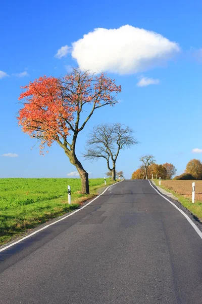 Árvore Outono Uma Estrada País Lausitz Sachsen Alemanha — Fotografia de Stock