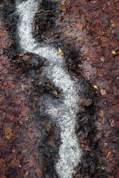 Pista Agua Abstracta Hojas Otoño Podridas —  Fotos de Stock