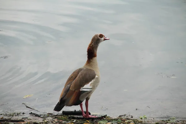 Vue Bel Oiseau Nature — Photo