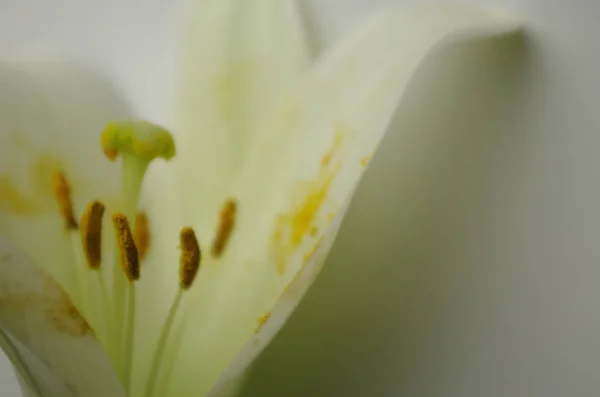 Closeup View Beautiful Lily Flower — Stock Photo, Image