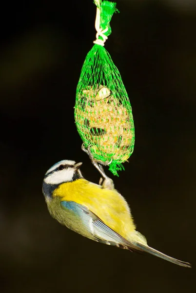 Blue Tit Fat Ball — Photo