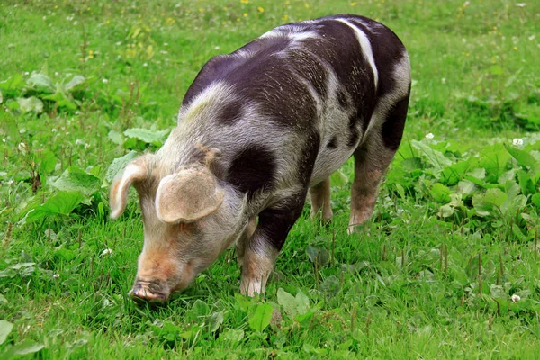 山中草甸上的斑纹猪 — 图库照片