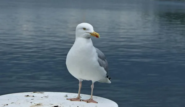 Observación Aves Lindo Pájaro Naturaleza Salvaje — Foto de Stock