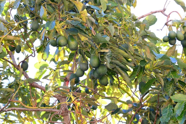 Дерево Авокадо Флора Листва — стоковое фото
