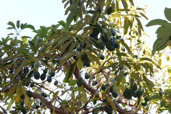 Avocado Albero Flora Fogliame — Foto Stock