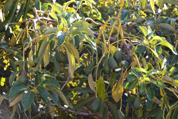 Avocado Albero Flora Fogliame — Foto Stock