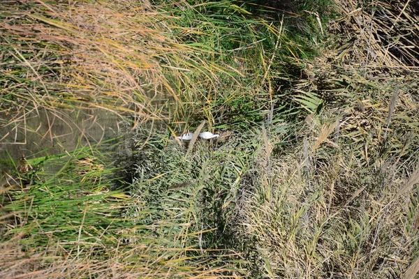 Schöner Wasserfall Auf Naturhintergrund — Stockfoto