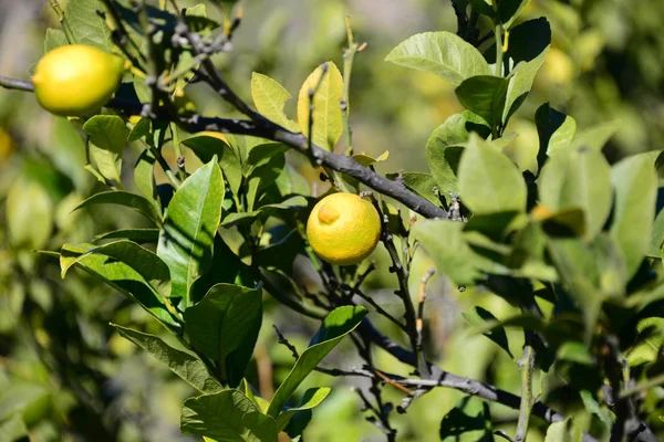 Žluté Citrony Stromě Flóře Listí — Stock fotografie
