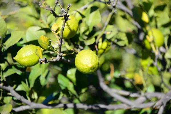 Limoni Gialli Albero Flora Foglie — Foto Stock